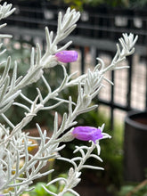 Load image into Gallery viewer, Eremophila 'Gubburra Bells'