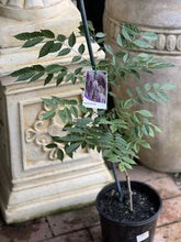 Load image into Gallery viewer, Wisteria sinensis 'Chinese'