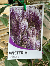 Load image into Gallery viewer, Wisteria sinensis 'Chinese'