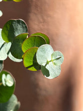 Load image into Gallery viewer, Eucalyptus pulverulenta 'Baby Blue'