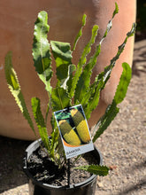 Load image into Gallery viewer, Banksia petiolaris