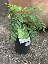 Load image into Gallery viewer, Murraya koenigii 'Curry Leaf Tree'