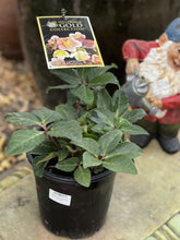 Load image into Gallery viewer, Helleborus 'Cinnamon Snow'