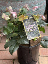 Load image into Gallery viewer, Helleborus 'Ice n Roses Rose'
