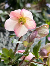 Load image into Gallery viewer, Helleborus 'Ice n Roses Rose'