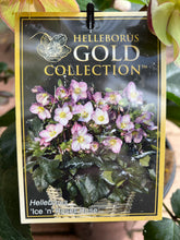 Load image into Gallery viewer, Helleborus 'Ice n Roses Rose'