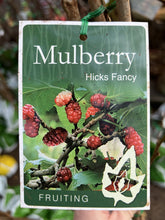 Load image into Gallery viewer, Mulberry 'Hicks Fancy'