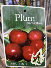 Load image into Gallery viewer, Plum 'Santa Rosa'