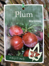 Load image into Gallery viewer, Plum 'Mariposa'