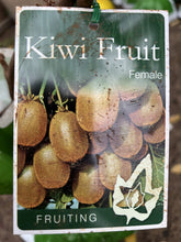 Load image into Gallery viewer, Kiwi Fruit 'Haywood' Female