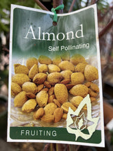 Load image into Gallery viewer, Almond (Prunus dulcis) Semi-Dwarf Self-Pollinating