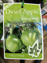 Load image into Gallery viewer, Apple Semi-Dwarf 'Granny Smith'