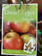 Load image into Gallery viewer, Apple Semi-Dwarf 'Pink Lady'