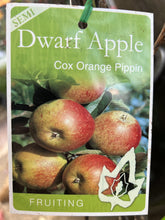 Load image into Gallery viewer, Apple Semi-Dwarf 'Cox's Orange Pippin'
