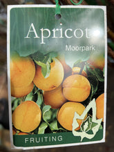 Load image into Gallery viewer, Apricot 'Moorpark'