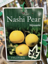 Load image into Gallery viewer, Pear Nashi 'Nijisseiki'