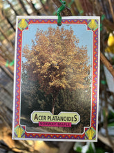 Load image into Gallery viewer, Acer platanoides