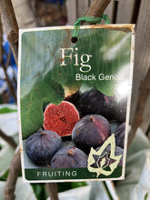 Load image into Gallery viewer, Fig 'Black Genoa'