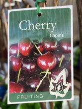 Load image into Gallery viewer, Cherry 'Lapins'