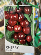 Load image into Gallery viewer, Cherry 'Stella'