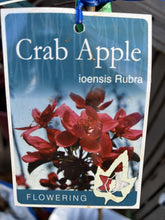 Load image into Gallery viewer, Malus ioensis 'Rubra'