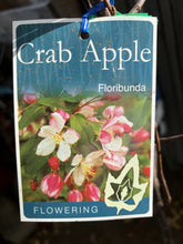 Load image into Gallery viewer, Malus floribunda 'Crab Apple'
