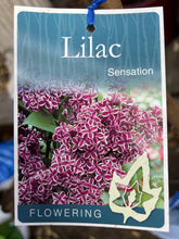 Load image into Gallery viewer, Syringa vulgaris 'Sensation' (Lilac)