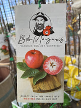 Load image into Gallery viewer, Apple Semi-Dwarf 'Magnus Summer Surprise'
