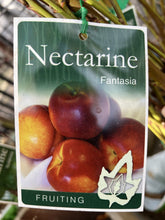 Load image into Gallery viewer, Nectarine 'Fantasia'