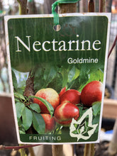 Load image into Gallery viewer, Nectarine 'Goldmine'