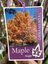 Load image into Gallery viewer, Acer saccharum