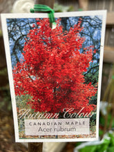 Load image into Gallery viewer, Acer rubrum