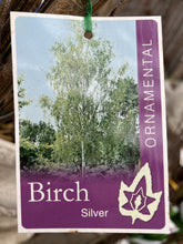 Load image into Gallery viewer, Betula pendula 'Alba'