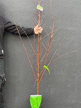 Load image into Gallery viewer, Almond (Prunus dulcis) Semi-Dwarf Self-Pollinating