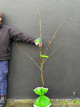 Load image into Gallery viewer, Pear 'Packham's Triumph'