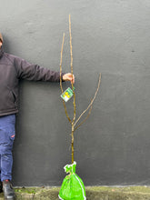 Load image into Gallery viewer, Pear Nashi 'Nijisseiki'