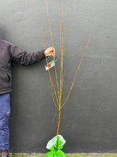 Load image into Gallery viewer, Plum 'Santa Rosa'