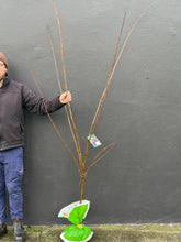 Load image into Gallery viewer, Plum 'Satsuma'