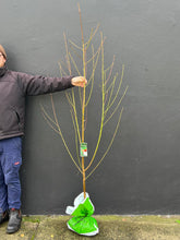 Load image into Gallery viewer, Nectarine 'Goldmine'