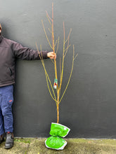 Load image into Gallery viewer, Nectarine 'Fantasia'