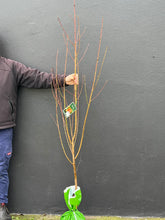 Load image into Gallery viewer, Peach 'Anzac'