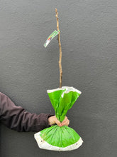 Load image into Gallery viewer, Fig 'Black Genoa'