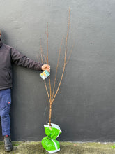 Load image into Gallery viewer, Apricot 'Moorpark'