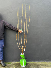 Load image into Gallery viewer, Mulberry 'Hicks Fancy'