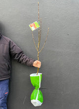 Load image into Gallery viewer, Apple Semi-Dwarf 'Pink Lady'