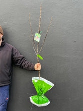 Load image into Gallery viewer, Apple Semi-Dwarf 'Cox's Orange Pippin'