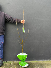 Load image into Gallery viewer, Apple Semi-Dwarf 'Granny Smith'