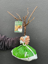 Load image into Gallery viewer, Kiwi Fruit 'Haywood' Female