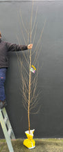 Load image into Gallery viewer, Betula pendula 'Alba'