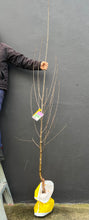 Load image into Gallery viewer, Betula pendula 'Dalecarlica'